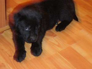 Labrador Retriever