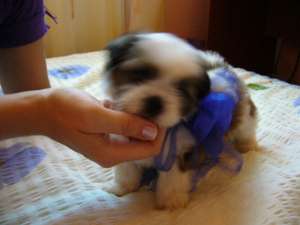 Shih Tzu