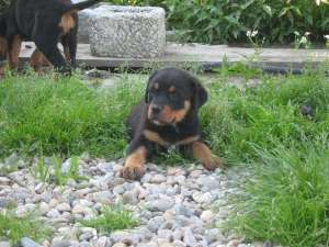 rottwailer