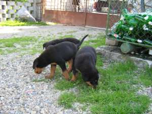 rottwailer
