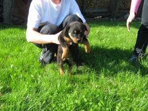 rottwailer