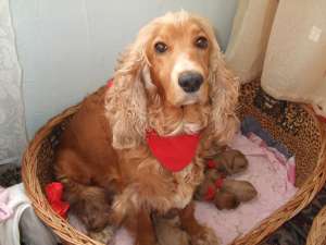 VAND PUI COCKER SPANIEL