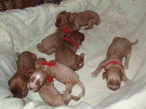 VAND PUI COCKER SPANIEL