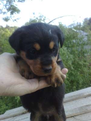 fetite superbe rottweiler