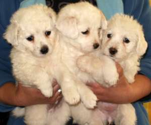 vand bichon frise