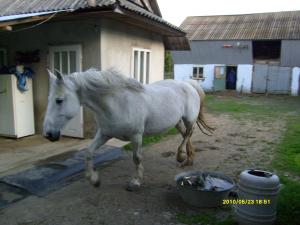 vand iapa semigrea