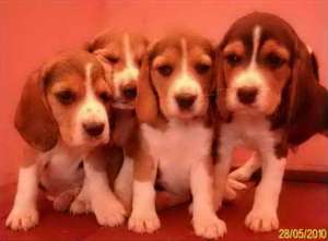 puiuti  beagle