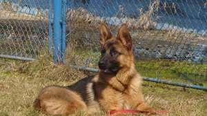 vand caine ciobanesc german