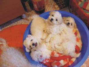 Bichon Bolognese