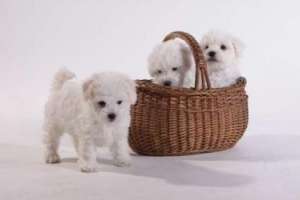 Bichon Bolognese