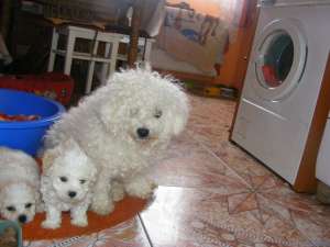 Bichon Bolognese