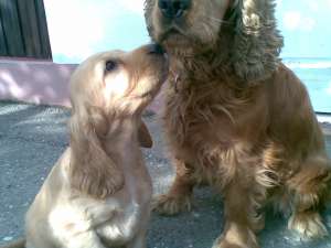 vand pui de cocker spaniel