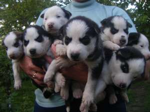 vand catelusi HUSKY