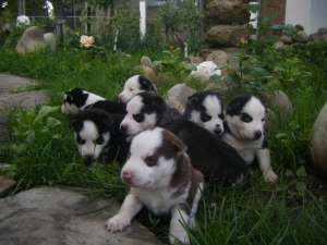 vand catelusi HUSKY