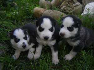 vand catelusi HUSKY