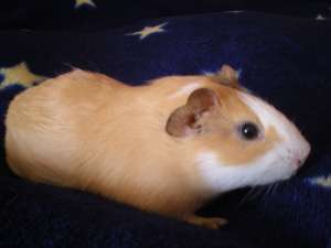 VIND PORCUSOR DE GUINEA PAR SCURT