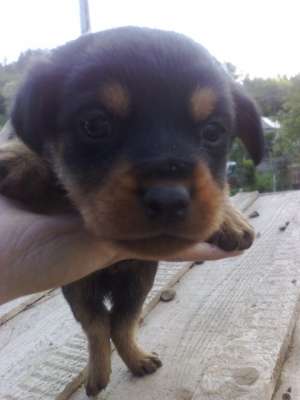 catelusa frumoasa rottweiler