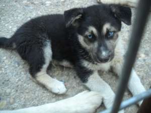 VAND 2 PUI CATEI 50% HASKY