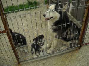 VAND 2 PUI CATEI 50% HASKY