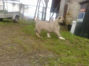 CATEI KANGAL