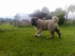 CATEI KANGAL