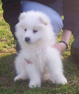 vand catelus samoyede