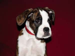Vand urgent pui boxer DISCUTABIL