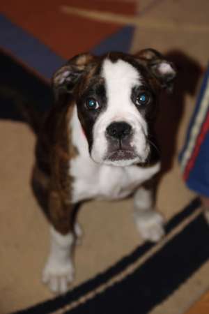 Vand urgent pui boxer DISCUTABIL