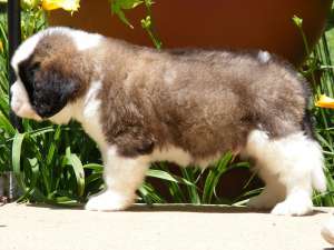 puiuti saintbernard calitate 100%