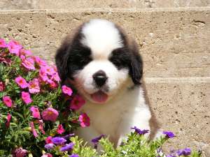 puiuti saintbernard calitate 100%