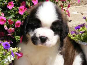 puiuti saintbernard calitate 100%