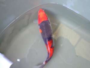 Vand crapi koi