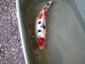 Vand crapi koi