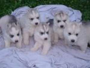 Husky extraordinar