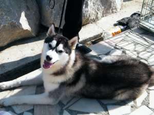 Husky extraordinar