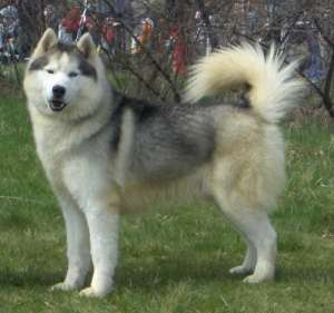 Husky extraordinar