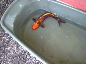 vand crapi koi