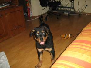 Vand pui Rottweiler.Vaccinat deparazitat, predresaj