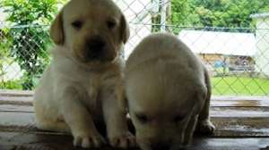 labrador retriever