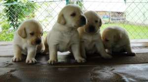 labrador retriever