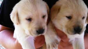 labrador retriever