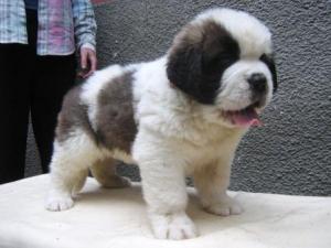 Pui SAINT BERNARD de cea mai buna calitate