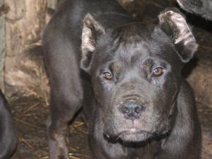 cane corso