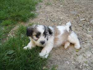 Vand pui superbi bichon havanese