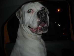ofer american bulldog pt monta