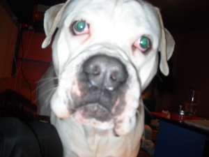 ofer american bulldog pt monta