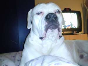 ofer american bulldog pt monta