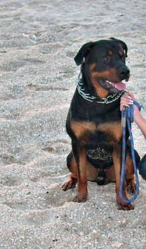 Rottweiler superb pentru Monta