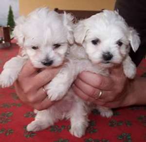 bichon maltese de vamzare