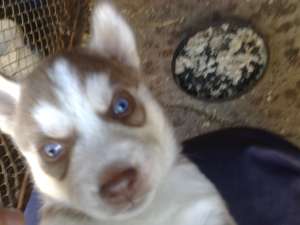 vind catei husky siberian